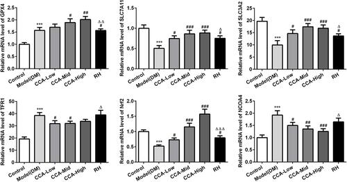 Figure 5 The effects of CCA on related proteins in ferroptosis in vivo. The levels of SLC7A11, SLC3A2, GPX4, TFR1, Nrf2 and NCOA4 evaluated by PCR in the study groups. ***P < 0.001 vs. control group; #P < 0.05, ##P < 0.01 and ###P < 0.001 vs. model group; ΔP < 0.05, ΔΔP<0.01 and ΔΔΔP < 0.001vs. CCA-high group.