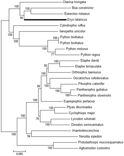 Figure 1. Phylogenetic tree of the relationships among snakes based on maximum likelihood (ML) method. The number nearby the node is the bootstrap supporting value. The species selected and corresponding GenBank accession number are shown as follows: Eryx tataricus (MK780743), Eunectes notaeus (AM236347), Charina trivirgata (GQ200595), Boa constrictor (AB177354), Python bivittatus (KF010492), Python bivittatus (KF293729), Python regius (AB177878), Python molurus molurus (HM581978), Ptyas dhumnades (KF148621), Imantodes cenchoa (EU728586), Protobothrops mucrosquamatus (KC438281), Cylindrophis ruffus (AB179619), Lycodon ruhstrati (KJ179951), Oocatochus rufodorsatus (KC990020), Orthriophis taeniurus (KC990021), Dinodon semicarinatus (AB008539), Nerodia sipedon (JF964960), Xenopeltis unicolor (AB179620), Agkistrodon contortrix (KY747498), Cyclophiops major (KF148620), Pantherophis guttatus guttatus (AM236349), Elaphe davidi (KM401547), Elaphe bimaculata (KM065513), Pantherophis slowinskii (DQ523162), Euprepiophis perlacea (KF750656), and Pituophis catenifer sayi (KU833245).