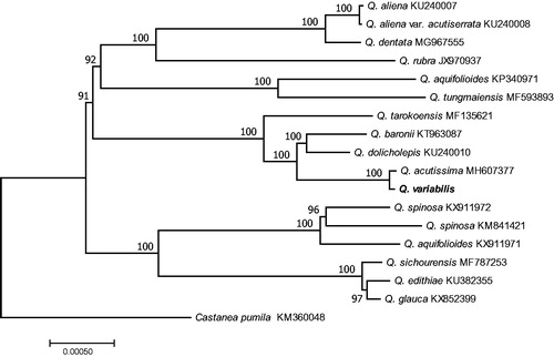 Figure 1. Phylogeny of Q. variabilis and other 15 species belonging to the Quercus based on the complete chloroplast genome sequences using maximum-likelihood method. Bootstrap support values >50% are given at the nodes.