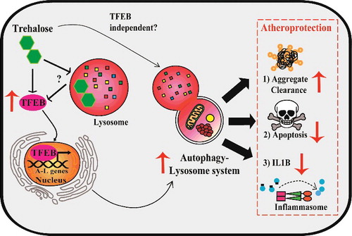 Model of TFEB- and trehalose-induced atheroprotection in macrophages. Left: Overexpression of TFEB, a transcription factor master regulator of autophagy-lysosome biogenesis, functionally drives this system in plaque macrophages. Trehalose is an autophagy-inducing disaccharide capable of inducing TFEB through mechanisms potentially involving acute perturbation of lysosomal function. Right: Enhanced function of the autophagy-lysosome system in macrophages attained with TFEB or trehalose results in atheroprotection associated with increased protein aggregate clearance, reduced apoptosis, and reduced IL1B production.