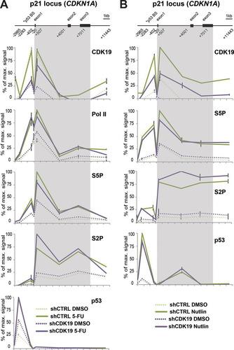 FIG 8 CDK19 associates with p53 target gene CDKN1A; knockdown does not notably affect Pol II or p53 occupancy. (A) ChIP data comparing DMSO- and 5-FU-treated cells. A scheme of the p21 locus is shown at the top. Numbers indicate primer positions used for gene tiling. Positions are given as the distance from the transcription start site. Proteins probed by ChIP are shown at the upper right of each plot. The key for each experiment is shown at the bottom. (B) ChIP data comparing DMSO- and nutlin-treated cells (6 h treatment). The scheme of the p21 locus is shown at the top. Numbers indicate primer positions used for gene tiling. Positions are given as the distance from the transcription start site. Proteins probed by ChIP are shown at the upper right of each plot. The key for each experiment is shown at bottom.