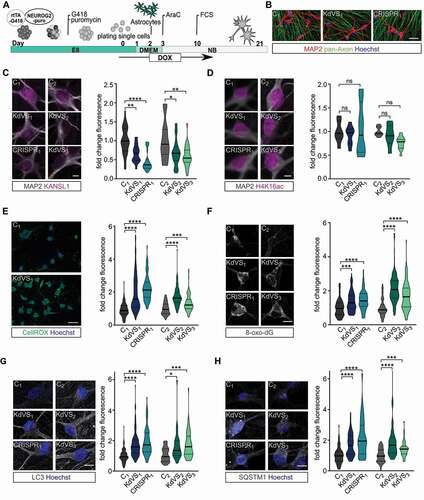 Figure 3. Autophagy phenotype in KdVS patient derived iNeurons. (A) Schematic illustration of the protocol that was used for iPSC differentiation into neurons by means of doxycycline-inducible NEUROG2 expression. (B) Representative images of iNeuron cultures at DIV21 stained for pan-axon and MAP2. Scale bar: 50 µm. (C) Representative images of iNeurons at DIV21 stained for KANSL1 and MAP2. n = 33 for C1; n = 36 for KdVS1; n = 29 for CRISPR1; n = 26 for C2; n = 32 for KdVS2; n = 29 for KdVS3. Fluorescence quantification of nuclear KANSL1 signal was normalized to the respective control lines. Scale bar: 10 µm. (D) Representative images of iNeurons at DIV21 stained for H4K16ac and MAP2. n = 7 for C1; n = 8 for KdVS1; n = 8 for CRISPR1; n = 8 for C2; n = 8 for KdVS2; n = 11 for KdVS3. Fluorescence quantification for H4K16ac immunostainings was normalized to the respective control lines. Scale bar: 10 µm. Significance was determined by means of one-way ANOVA and Sidak’s multiple comparison test. (E) Representative images for CellROX staining for iNeurons derived of C1 and KdVS1 and fluorescence quantification for CellROX measurements at DIV21, normalized to the respective control lines. n = 125 for C1; n = 142 for KdVS1; n = 92 for CRISPR1; n = 78 for C2; n = 105 for KdVS2; n = 109 for KdVS3. Scale bar: 50 µm. (F) Representative images and fluorescence quantification for 8-oxo-dG stainings of iNeurons at DIV21 for all lines normalized to the respective control lines. n = 107 for C1; n = 102 for KdVS1; n = 80 for CRISPR1; n = 57 for C2; n = 105 for KdVS2; n = 86 for KdVS3. Scale bar: 10 µm. (G) Representative images of LC3 immunostainings and fluorescence quantification relative to the respective control lines. n = 90 for C1; n = 91 for KdVS1; n = 85 for CRISPR1; n = 39 for C2; n = 44 for KdVS2; n = 51 for KdVS3. Scale bar: 10 µm. (H) Representative images of SQSTM1 stainings and fluorescence quantification relative to the respective control line lines. n = 69 for C1; n = 60 for KdVS1; n = 85 for CRISPR1; n = 38 for C2; n = 42 for KdVS2; n = 47 for KdVS3. Scale bar: 10 µm. All data were obtained in at least 3 independent experiments. Statistically significant differences were tested through Kruskal-Wallis and Dunn’s multiple comparison test, if not mentioned differently. *P < 0.05, **P < 0.01, ***P < 0.005, ****P < 0.0001.