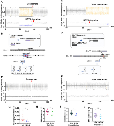 Figure 4 The impact of HBV integration on human chromosome and genomic DNA sequences. (A and B) Integration of HBx and HBp gene fragments near the centromere of chromosome 3 was observed in sample 2. B Allele Frequency and Log R Ratio analysis indicated that HBV integration may lead to a genomic deletion in this region. The deleted genomic sequences were found to be fused with DNA sequences from chromosomes 7, 10, 15, and 22. The CMSS1 gene at the integration breakpoint of chromosome 3 rearranged with the SHANK2 gene on chromosome 14 to form the CMSS1-SHANK2 fusion gene. (C and D) In sample 8, integration of the HBc gene fragment was observed at the termini of chromosome 14, also leading to the deletion of a genomic segment in this region. The deleted genomic sequences were found to be fused with DNA sequences from chromosomes 15 and 17. The SERPINA5 gene at the integration breakpoint of chromosome 14 was fused with the intergenic region of the Y chromosome to form the SERPINA5-Intergenic fusion sequence. (E and F) B Allele Frequency and Log R Ratio analysis revealed no genomic deletions on chromosomes 3 and 14 in the N-int group. (G–J) Comparison of TERT gene copy number and the number of TERT gene deletion, substitution, and insertion SNVs were performed between the Int and N-int groups. Loss of heterozygosity (LOH) regions are indicated in yellow in panels A and C, while blue represents genomic deletions. *p<0.05.