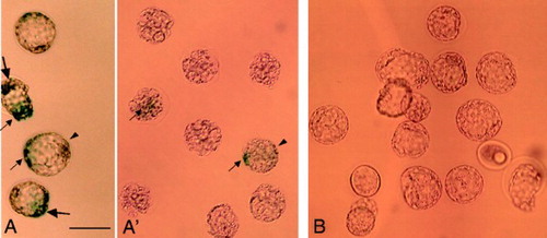 Figure 6.  LacZ activity in 1 day-cultured blastocysts, recovered from uteri 2 days after GTOVE. A, A') Embryos were cytochemically stained for lacZ activity, as described in Materials and Methods. Embryos in A and A' were isolated on different days. Note that almost all embryos exhibited mosaic staining (indicated by arrows). B) Control embryos isolated from mock-injected females. GTOVE: gene transfer to the oviductal epithelium and subsequent in vivo electroporation