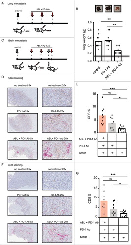 Figure 5. Immune response induced by PD-1 blockade and ABLs target distal tumor metastasis. A) To establish an orthotopic lung metastasis model of melanoma; C57/BL6 mice were implanted with B16/F10 tumor cells subcutaneously in the flank and intraperitoneally. At days 4, 7 and 10 after tumor implantation, they were treated with anti-PD-1 antibody intraperitoneally and ABL therapy intratumorally at the subcutaneous tumor site only. B) Mice were sacrificed when the size of the tumor in the control group reached 15 mm in diameter, and lungs were extracted to examine tumor load by overall weight. Normal weight of healthy age-controlled lung is indicated with the gray bar. C) To establish an orthotopic, brain metastasis model of B16/F10 melanoma, C57/BL6 mice were subcutaneously injected with B16/F10 tumor cells at day 0, and intrathecally at day 9 after subcutaneous implantation. At days 4, 7 and 10 after implantation, mice were treated with anti-PD-1 intraperitoneally antibody and ABL therapy, intratumorally at the site of the subcutaneous tumor only (10 mice per group). D) Mice were sacrificed when the size of the tumor of the control group reached 15 mm in diameter, and brain was extracted to determine CD3-infiltration in the brain-tumor lesions by immunohistochemistry. Representative images of one mouse per group are shown. CD3-positive cells are shown in red (Stay Red Dye). E) Analysis of infiltration of CD3-positive cells in each group is represented as the percentage of positive CD3 (red) in the whole tumor area (10 mice per group). F), G) Same as in D) and E) respectively, but for CD8a-positive cell infiltrates in the brain tumor lesions (10 mice per group).