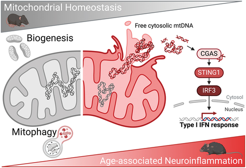 Figure 1. Mitophagy is a protective mechanism against age-associated mitochondrial dysfunction, mtDNA leakage and subsequent CGAS-STING1-mediated neuroinflammation. Diagram created with BioRender.com.