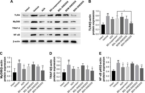 Figure 10 Effects of BD-SNEDDS on the protein expressions of TLR4, MyD88, TRAF-6, and NF-κB p65 in colonic tissue by Western blot.Notes: (A) Representative Western blot images of TLR4, MyD88, TRAF-6, and NF-κB p65 protein expressions in TNBS-induced colonic tissues. Protein expression levels of TLR4 (B), MyD88 (C), TRAF-6 (D), and NF-κB p65 (E) in colonic tissue. Data are presented as mean±SD (n=3). ##P<0.01 vs intact group, *P<0.05 and **P<0.01 vs vehicle group, P<0.05 vs BD-suspension group.Abbreviations: BD-SNEDDS, BD-loaded self-nanoemulsifying drug delivery system; BD-suspension, BD suspended in 0.5% sodium carboxymethyl cellulose solution; TLR4, toll-like receptor 4; MyD88, myeloid differentiation primary response 88; TRAF-6, TNF receptor-associated factor 6; NF-κB, nuclear factor-kappa B; AZA, azathioprine; TNBS, trinitrobenzenesulfonic acid; BDL-SNEDDS, low-dosage BD-loaded self-nanoemulsifying drug delivery system; BDM-SNEDDS, medium-dosage BD-loaded self-nanoemulsifying drug delivery system; BDH-SNEDDS, high-dosage BD-loaded self-nanoemulsifying drug delivery system.