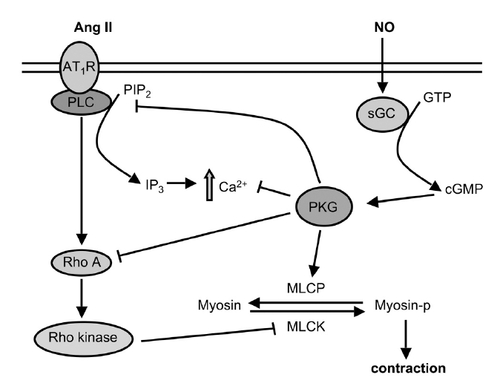 Figure 2 Ang II and NO functions interplay to influence vascular tone, through different effects on RhoA pathway.