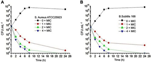 Figure 3 Time-killing curves of CZ74. (A) Samples of a growing culture of S. aureus ATCC 25923 were incubated with concentrations of CZ74 equivalent to 1× (red), 2× (green), or 4× (blue) the MIC. (B) Samples of a growing culture of B. Subtilis 168 were incubated with concentrations of CZ74 equivalent to 1× (red), 2× (green), or 4× (blue) the MIC. Vehicle (1% DMSO; black) was included.