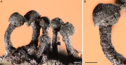 Figure 3. Light micrographs of Chaenothecopsis schefflerae (PDD110739) on Pseudopanax arboreus. A, Ascomata. B, Detail of ascoma. Scale bars 1 mm.