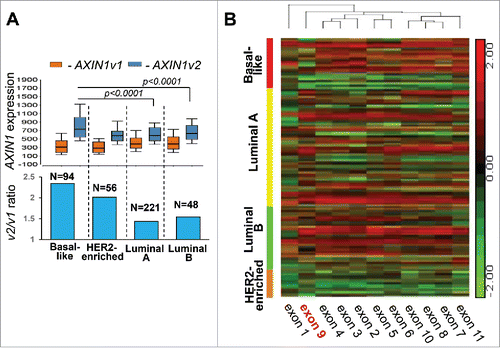 Figure 2. AXIN1 splice variant expression in breast cancer subtypes. (A) Box-whisker plot describing the differential expression of AXIN1 variants (upper panel) and their ratio (lower panel) in breast cancer subtypes. (B) Semi-supervised hierarchical clustering for expression of AXIN1 exons in breast cancer subtypes. Expression of AXIN1 variants was represented by RSEM normalized values of the individual isoforms and expression of AXIN1 exons was represented by RPKM values in the Level-3 RNA-seqV2 data downloaded from the TCGA data portal. P-values were calculated by ANOVA.
