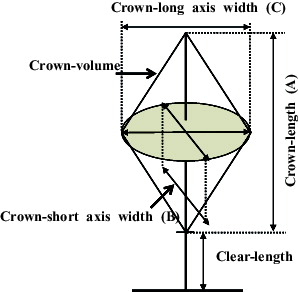 Figure 1. A diagram for measuring the crown volume.