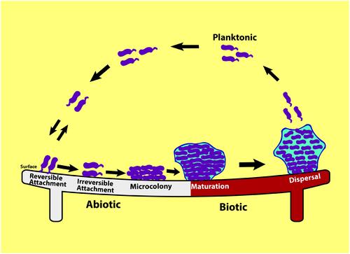 Figure 1 Schematic representation of stages of biofilm formation. Formation of biofilm begins with reversible and then with irreversible adhesion of planktonic cells to the surface. Bacteria start to multiply and form micro-colonies which develop into the mature biofilm. In the last stage, bacterial cells multiply quickly, and start to detach and disperse. This process enables the immotile bacteria to convert to motile forms that can help to spread and colonize new surfaces.