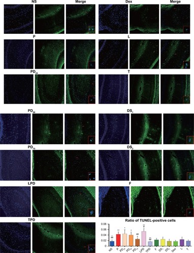 Figure 4 Pretreatment of young rats with Dex decreased the propofol-induced neuroapoptosis in the hippocampus in adult age.