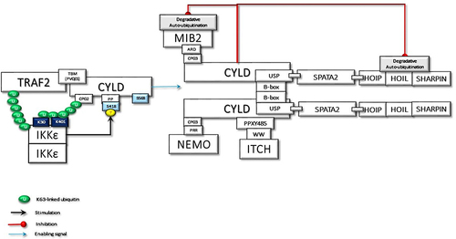 Figure 3 The activated and ubiquitinated IKKϵ may interact with the second CAP-Gly UBD domain of TRAF2-associated CYLD. This interaction enables IKKϵ to phosphorylate Ser418, which may induce the dimerization of CYLD. Then, the dimerized CYLD is associated with the SPATA2-LUBAC complex. Thus, IKKϵ phosphorylation promotes the LUBAC-associated transportation of CYLD to TNF-Rsc. Furthermore, the dimerization of CYLD also may induce the interaction with MIB2, NEMO, and ITCH. In addition to augmenting protein interactions through scaffolding activity, CYLD protects the MIB2 and LUBAC degradation caused by autoubiquitination.