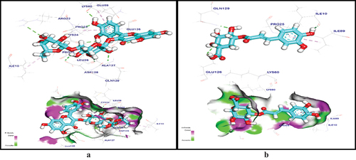 Figure 5. (a) Mapping surface and 3d representation of rutin docked in (IL1RA). (b) Mapping surface and 3d orientation of Chlorogenic acid docked in (IL1RA).