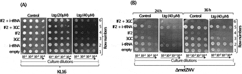 Figure 2. (A) Dilution spotting plate assay showing growth of serially diluted culture (10−1, 10−2, 10−3 and 10−4) of KL16 harbouring plasmid borne copies of genes of IF2, i-tRNA, 3GC mutant i-tRNA mutant, i-tRNA with IF2 and, 3GC mutant i-tRNA with IF2 at 28°C in the presence of Ltg (20 and 40 µM) for 36 h. Plasmid, pACDH (ACYC ori) was used for overexpression of IF2 and pEmpty (ColE1 ori) was used for overexpression of i-tRNA or the 3GC mutant i-tRNA. (B) Dilution spotting plate assay of the serially diluted culture (10−1, 10−2, 10−3 and 10−4) of KL16ΔmetZWV having overexpressed IF2, i-tRNA, 3GC i-tRNA mutant, and i-tRNA with IF2 and 3GC i-tRNA mutant with IF2 at 28°C in the presence of Ltg (40 µM) for 24 h and 36 h. Same set of plasmid constructs were used as in (Figure 2A).