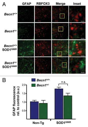 Figure 5. Astrocyte and neuronal content in SOD1G86R mice. (A) Immunofluorescence assay of GFAP (astrocyte marker) and RBFOX3 (neuronal marker) staining was performed in spinal cord tissue derived from Becn1+/+,Becn1+/−, Becn1+/+ SOD1G86R, and Becn1+/− SOD1G86R at the late stage of disease. Hoechst staining was also performed. A merged image of the triple staining is presented together with a zoom of the selected area (yellow square). A representative image is presented of the analysis of 3 independent animals for genotype. Scale bars: 10 µm. (B) Quantification of the GFAP signal intensity is presented for 3 animals from each genotype. Mean and standard deviation are presented. P value was calculated with the Student t test. n.s., nonsignificant differences.