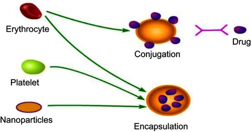 Figure 1 Schematic of possible therapeutic applications of nanoparticles/erythrocyte/platelet drug carriers. Erythrocytes mainly target reticuloendothelial system (RES)-related organs (liver, bone marrow, spleen, etc.), while nanoparticles mainly target tumors and circulating system. Platelets mainly target tumors at present.