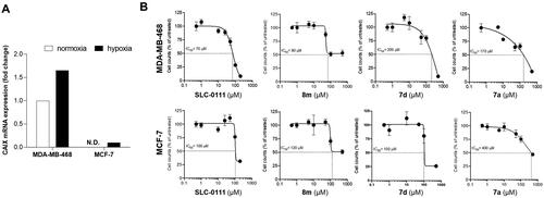 Figure 4. (A) Gene expression levels (mRNA) of CA IX in breast cancer cells under normoxic or hypoxic conditions and (B) cell proliferation of these cells treated with compounds 8m, 7d, 7a, or SLC-0111 (cell count is referred to the untreated/control considered as 100%).