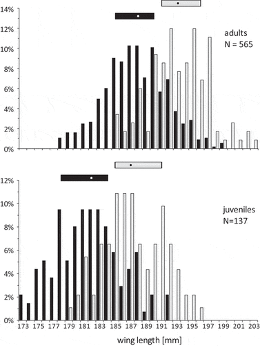 Figure 2. Distribution of the most dimorphic trait, the wing length, of males (black bars) and females (grey bars) of adult and juvenile Great Knots. The median (dot) and interquartile range (rectangle) are given above.