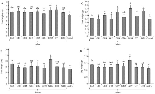 Figure 3. Effect of plant growth promoting bacteria on growth characteristics in Panax ginseng. Plant height (A), root length (B), fresh weight (C) and dry weight (D) were measured respectively in the non-inoculated (control) and inoculated plantlets. The experiments were repeated twice and 10 plants per set. Values are means ± standard deviation. Different letters denote significant differences (p < .05) comparison between treatments by Duncan’s test.