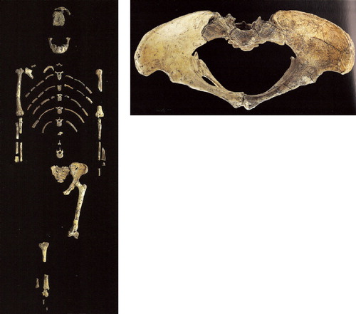 Figure 26. Lucy (Australopithecus afarensis) skeleton. Pelvis was reconstructed, see Figure 25 (from Johanson Citation2001, © / courtesy National Museum of Ethiopia).