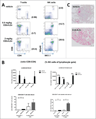 Figure 4. Immuno-pharmacodynamics in tumor-free and tumor-bearing C57BL/6 mice: (A) Peripheral T and NK cell expansion by CEA-IL2v. Shown are lymphocytes in blood 7 d after a single i.v. dose of CEA-IL2v. (B) Increase in the numbers of circulating (per μL blood) and intratumoral (per g tissue) CD8+ T cells, γδ T cells and NK cells in LLC1-CEA syngeneic tumor model 5 d after injection of 0.5 or 2 mg/kg muCEA-IL2v as determined by flow cytometry (upper panels). A skewing of the T cell compartment in favor of CD8+ T cells as shown by the ratio of CD8+ T to total CD4+ T and Treg in the blood and tumors of LLC1-CEA tumor-bearing mice (lower panels). (C) Increase of CD3 T cells in LLC1-CEA syngeneic tumor model 5 d after injection of 1.0 mg/kg CEA-IL2v as determined by immunohistochemistry.