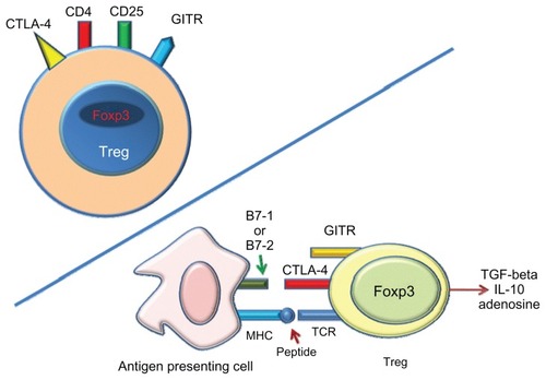 Figure 4 Tregs expression.