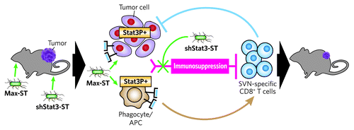 Figure 1. shStat3-ST treatment enhances Max-ST vaccination efficacy. Proposed mechanism of action by combined treatment with shStat3-ST and Max-ST. Left to right: In a B16F10 tumor-bearing mouse, shStat3-ST is first injected intravenously, followed by oral vaccination with Max-ST. Immunosuppression (red) developing from hyperactivated Stat3 expression (Stat3P+) in tumor cells and APCs is targeted by shStat3-ST (green line). Max-ST serves to boost anti-tumor responses through enhanced expression of SVN within tumor cells or APCs (green arrows) resulting in SVN antigen presentation via MHC class I. The combined treatment works synergistically to allow for tumor killing by SVN-specific CD8+ T cells (blue line) leading to tumor regression.