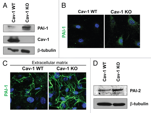 Figure 1 Validation of the proteomic data for PAI-1 and PAI-2. To confirm the relative changes in PAI-1 and PAI-2 protein expression observed in the proteomic analysis, wild-type and Cav-1 KO MSFs were subjected to immunoblot and immunofluorescence analyses with antibodies directed against PAI-1 and PAI-2. (A) Western blotting for PAI-1. Note that PAI-1 expression is upregulated in Cav-1 KO MSFs. Immunoblotting with β-tubulin is shown as a control for equal loading. (B) Intracellular localization of PAI-1. Note that PAI-1 expression is increased in Cav-1 KO MSFs. Nuclei were immunostained with Hoechst (blue). Images captured at original magnification of 63x. (C) Localization of PAI-1 in fibroblast-derived extracellular matrices. Wild-type and Cav-1 KO MSFs were plated onto gelatin cross-linked coverslips. Fresh medium containing ascorbic acid was added every other day for 5 d to induce production of extracellular matrix. Unextracted matrices were then fixed and immunostained with antibodies against PAI-1. Note that PAI-1 is elevated in Cav-1 KO MSF-derived extracellular matrices, indicating an increased secretion of PAI-1 by Cav-1 KO MSFs. Nuclei were immunostained with Hoechst (blue). Images were captured at original magnification 63x. (D) Immunoblotting for PAI-2. Note that PAI-2 expression is upregulated in Cav-1 KO MSFs. Immunoblotting with β-tubulin is shown as a control for equal loading.