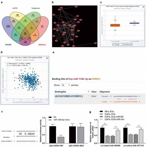 Figure 5. miR-135b-5p targeted FOXO1. (a) Venn map of StarBase, RNAInter, Targetscan, and miRDB database were used to predict the connections of miR-135b-5p downstream target genes; (b) Co-expression network of candidate genes; (c–d) ECORI Pan-Cer database was used to analyze the expression pattern of FOXO1 in COAD and its correlation with miR-135b-5p; (e) StarBase was used to predict and analyze the targeted binding relationship between miR-135b-5p and FOXO1; (f) The targeted binding was verified by dual-luciferase reporter assay; (g) The expression of FOXO1 mRNA in SW480/HCT116 co-cultured with HUVECs was detected by RT-qPCR. Three cell tests were performed and the data were expressed as mean ± standard deviation. Independent t test was used for comparison of the data in F and one-way ANOVA was used for comparison of the data in G. Tukey’s multiple comparisons test was used for the post hoc test. **P < .01.