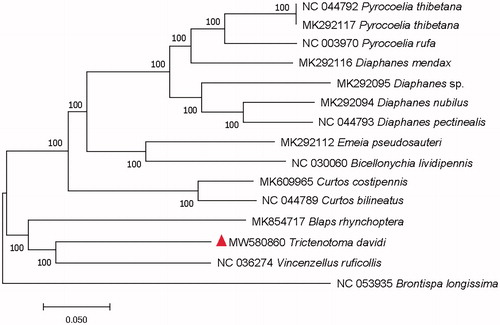 Figure 1. Maximum-likelihood tree of Trictenotoma davidi Deyrolle and related 14 different Coleoptera insects based on the mitochondrial genome. Bootstrap support values are labeled near the branch.