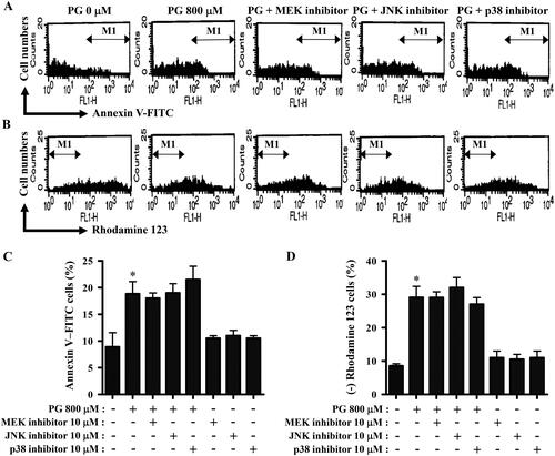 Figure 5. Effects of MAPK inhibitors on cell death and MMP (ΔΨm) in PG-treated HPF cells. Cells undergoing exponential growth were pretreated with each MAPK inhibitor (10 µM) for 30 min and then treated with 800 µM PG for 24 h. Annexin V-FITC and rhodamine staining in HPF cells were measured using a FACStar flow cytometer. A and B: Representative histograms for annexin V-FITC (A) and rhodamine staining in HPF cells (B). M1 indicates annexin V-FITC-positive (A) and rhodamine 123-negative [MMP (ΔΨm) loss] HPF cells (B). C and D: Graphs show the percentages of M1 regions in A (C) and B (D). *p < 0.05 as compared with PG-untreated control cells.