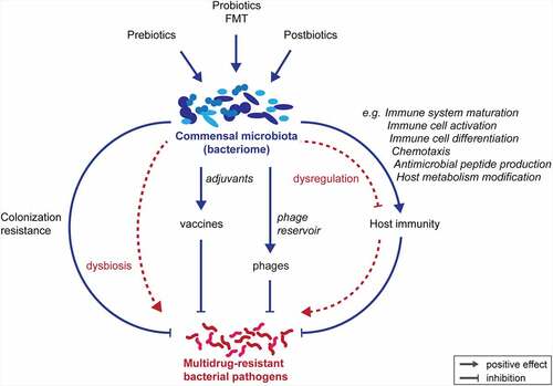 Figure 1. Intervention strategies against multidrug-resistant bacterial pathogens that are mediated or boosted by healthy commensal microbiota. In cases of dysbiosis or dysregulation, the microbiota may also contribute to increased pathogen colonization and disease. FMT: fecal microbiota transfer