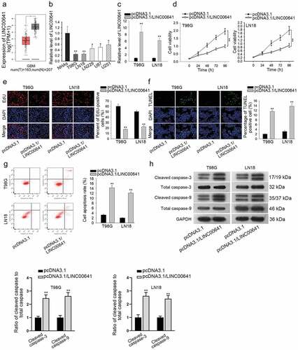 Figure 1. LINC00641 was downregulated and acted as a tumor suppressor in glioma. (a) The expression of LINC00641 in GBM was obtained from TCGA. (b) Relative expression of LINC00641 in glioma cell lines and the normal NHAs was detected by qRT-PCR. (c) Transfection efficiency of pcDNA3.1/LINC00641 was evaluated using qRT-PCR. (d) CCK-8 assay was performed to assess cell viability upon LINC00641 overexpression. (e) The proliferation of T98 G and LN18 cells with or without LINC00641 overexpression was determined by EdU assay. (f) The apoptosis rate in above glioma cells was estimated through conducting TUNEL assay. (g) Flow cytometry analysis was implemented to evaluate apoptosis in T98 G and LN18 cells transfected with pcDNA3.1/LINC00641 or empty vector. (h) Apoptosis-related proteins were assessed in LINC00641-overexpressed cells by western blot analysis. *P < .05, **P < .01.