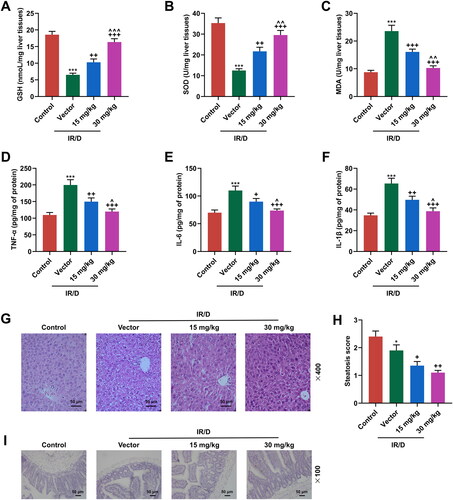 Figure 3. PCA ameliorated the oxidative stress, liver damage, and the downregulated GLP-1 in IR/D rats. (A–C) The antioxidant enzymes and oxidative stress markers including GSH (A), SOD (B), and MDA (C) in the liver tissues of IR/D rats pretreated with PCA or not were examined by ELISA. (D–F) TNF-α, IL-1β and IL-6 in the sera of IR/D rats pretreated with PCA or not were examined by ELISA. (G) The histopathological changes in liver tissues of IR/D rats pretreated with PCA or not were also examined using hematoxylin-eosin staining. (H) Steatosis scores of the liver in different groups. (I) The GLP-1 positive cells in terminal ileum of IR/D rats pretreated with PCA or not were detected by immunohistochemistry. (***p < 0.001 vs. Control; ++p < 0.01, +++p < 0.001 vs. Vector; ∧p < 0.05, ∧∧p < 0.01 or ∧∧∧p < 0.001 vs. 15 mg/kg). (ELISA: Enzyme-linked Immunosorbent Assay, PCA: Protocatechuic Acid, IR/D: insulin resistance type 2 diabetic, GSH: glutathione, SOD: superoxide dismutase, MDA: malondialdehyde, GLP-1: glucagon‐like peptide-1, TNF-α: tumor necrosis factor α).