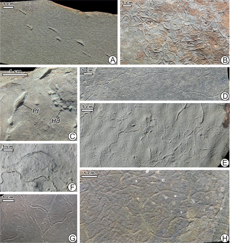 Figure 5. Trace fossils of the Mezardere Formation. (A) ?Hamipes isp., outcrop 6, specimen TRGM7/02. (B) G. indianensis, outcrop 5, specimen TRGM5/01. (C) cf. Halimedides isp. (Hd) and Ptychoplasma isp. (Pt), outcrop 4, specimen TRGM1/05. (D) Helminthoidichnites isp., outcrop 5, specimen TRGM5/02. (E) Helminthoidichnites isp. on a rippled surface; outcrop 6, specimen TRGM1/06. (F) Helminthoidichnites isp., outcrop 5, specimen TRGM1/07. (G) Helminthoidichnites cf. ornatus, outcrop 8, specimen TRGM8/02. (H) Helminthoidichnites cf. ornatus, outcrop 6, specimen TRGM8/03.