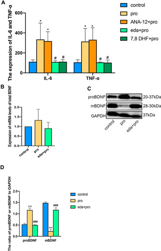 Figure 6 Edaravone inhibited the production of proinflammatory cytokines after excessive propofol treatment and regulates the ratio of mBDNF to proBDNF. (A) IL-6 and TNF-α were measured with edaravone. ANA-12 and 7.8 DHF intervention after propofol-induced P7 rats by ELISA. (B) Expression of mRNA levels of BDNF. (C and D) Representative Western blot of proBNDF and mBDNF in the hippocampus 6 h in three groups. The quantitative analysis of proBNDF and mBDNF at 6h (D). Results were the mean ±SD. *p<0.05, ***p<0.001 as compared with control group. #p<0.05, ###p<0.001 as compared with propofol group.