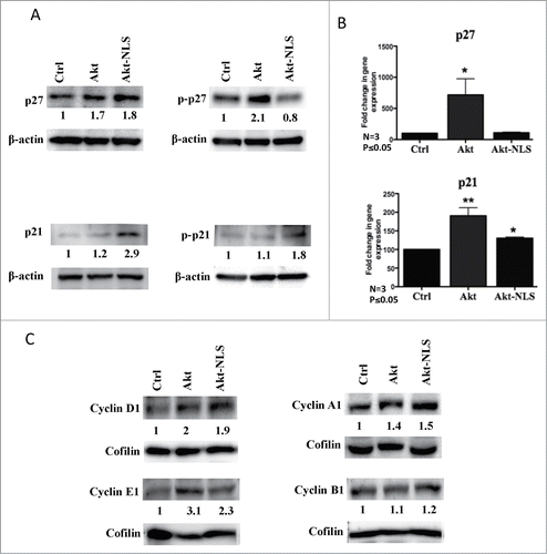 Figure 5. Expression of cell cycle regulatory proteins. (A) Western blot detection of p21 and p27 cell cycle inhibitory proteins. Levels of phosphorylated p21 were increased in Akt-WT and Akt-NLS cells compared to control. In contrast, detectable levels of phosphorylated p27 were increased in Akt-WT compared to Akt-NLS and control in MDA-MB468 mammospheres. (B) Gene expression of p21 and p27 was increased in Akt-WT as compared to Akt-NLS and control; only p21 expression was increased in Akt-NLS as compared to control in SKBR3 mammospheres. (C) Western blot analysis of cyclin D1, cyclin E1, cyclin A1 and cyclin B1 cell cycle regulatory proteins. Levels of cyclin D1, cyclin E1 and cyclin A1 were increased in Akt-WT and Akt-NLS as compared to control. In case of cyclin B1, protein expression was similar in Akt-WT and Akt-NLS as compared to control in SKBR3 mammospheres, *P < 0.05 and **P < 0.005.