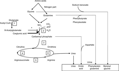 Figure 3 Urea cycle and therapies for hyperammonemia.