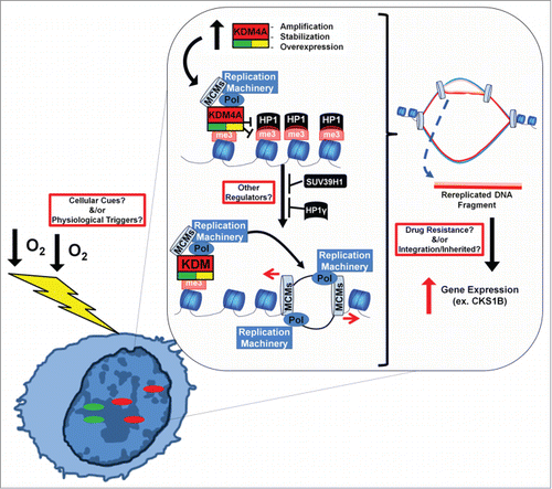 Figure 1. A model by which hypoxia and KDM4A could promote TSSGs. Increased expression or stabilization of KDM4A (i.e., hypoxia) promotes re-replication and copy gain through altering the chromatin environment. Hypoxia also promoted re-replication and increased expression of a drug resistant oncogene, CKS1B. Additional work is necessary to uncover factors that regulate the generation and stability of TSSG (outlined boxes).