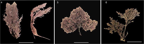 Figs 4–6. Corallina chamberlainiae from Tristan da Cunha and the Falkland Islands. Fig. 4. Holotype, GCORR03, from Gough Island, Tristan da Cunha, collected by Sue Scott, 28.1.2014. Fig. 5. Specimen of C. chamberlainiae from the Falkland Islands, FLK386, collected from Cape Orford, West Falkland, 291.2018, J. Brodie and R. Mrowicki. Fig. 6. Specimen of C. chamberlainiae from the Falkland Islands, FLK289, collected from Shag Cove, West Falkland, 27.i.2018, J. Brodie and R. Mrowicki