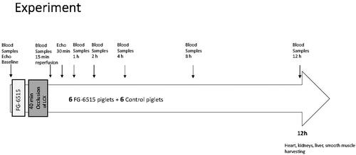 Figure 2. Study protocol. A graphical abstract of the chosen study protocol. Decipted are the number of pigs in each series and subgroup. The image shows timepoints used for sampling, biopsies, echocardiography, and tissue harvest as well as the timing of RIPC and occlusion of the left circumflex artery.