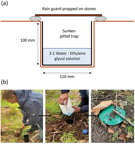 Figure 2. (a) Schematic of pitfall traps used in this study and (b) the installation of pitfall traps.
