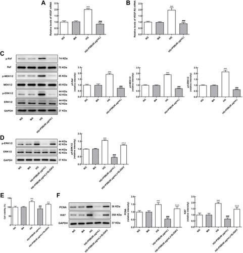 Figure 3 The effect of MEK/ERK signaling on PSB-inhibited HRVECs proliferation. (A and B) The expression of VEGF mRNA and VEGF-R2 mRNA in HRVECs that cultured in NG, MA, HG and HG plus PSB (40 μg/mL) was assessed by RT-qPCR. (C) The protein expression of p/t-Raf, p/t-MEK1/2 and p/t-ERK in HRVECs that cultured in NG, MA, HG and HG plus PSB (40 μg/mL) was tested by means of Western blot analysis. (D) The protein expression of p/t-ERK1/2 in HRVECs that cultured in NG, MA, HG, HG plus PSB (40 μg/mL) and HG plus PSB (40 μg/mL) plus p-ERK inhibitor SLIGKV was measured using Western blotting. (E) The cell viability of HRVECs that cultured in NG, MA, HG, HG plus PSB (40 μg/mL) and HG plus PSB (40 μg/mL) plus p-ERK inhibitor SLIGKV was examined by a CCK-8 kit. (F) The protein expression of PCNA and Ki67 in HRVECs that cultured in NG, MA, HG, HG plus PSB (40 μg/mL) and HG plus PSB (40 μg/mL) plus p-ERK inhibitor SLIGKV was detected with Western blot analysis. ***P<0.001 vs NG; ###P<0.001 vs HG; ΔΔP<0.01 and ΔΔΔP<0.001 vs HG + PSB (40 μg/mL).