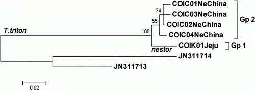 Figure 1.  Maximum likelihood tree with five partial cytochrome oxidase I (COI) haplotypes (657 bp) of two T. triton subspecies. One haplotype (COIK01) of T. t. nestor from the Korean Jeju Island and four haplotypes (COIC01–COIC04) of T. t. fuscipes from northeastern China were obtained from this study. Location name follows haplotype name in each haplotype, as given in the Materials and methods section, and the bootstrap values>50% are reported at the internodes. Microtuss fortis (JN311714) and M. pennsylvanicus (JN311714) were used as outgroup.