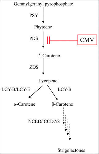 Figure 6. Schematic diagram showing carotenoid biosynthetic pathway in N. tabacum and site of action of CMV as inhibitor of PDS. PSY, phytoene synthase; PDS, phytoene desaturase; ZDS, ζ-carotene desaturase; LCY-B, β-cyclase; LCY-E, ϵ-cyclase; CCD, carotenoid cleavage dioxygenase; NCED, 9-cis-epoxycarotenoid dioxygenase; CMV block phytoene desaturase (PDS). The arrows represent enzymatic steps.