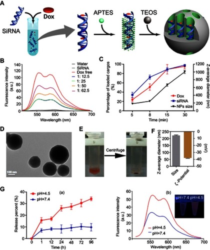 Figure 1 Synthesis and characterization of siRNA-Dox-SiO2 nanoparticles. (A) Schematic workflow of synthesizing siRNA-Dox-SiO2 nanoparticles. (B) Fluorescence spectra of Dox with increasing Dox concentrations to a fixed siRNA amount. (C) The time-dependent siRNA and Dox encapsulation capacities in vector (left Y axis) and the corresponding varying size of siRNA-Dox-SiO2 over time (right Y axis). (D) TEM image of siRNA-Dox-SiO2 (bar=100 nm). (E) siRNA-Dox-SiO2 dispersed in water (left) and after centrifugation (right). (F) Dynamic light scattering measurements of siRNA-Dox-SiO2 hydrodynamic size (diameter) and zeta potential (mV) (n=3) after synthesis. (G) (a) pH-dependent Dox release pattern of siRNA-Dox-SiO2. (b) Representative fluorescent intensity of released Dox from siRNA-Dox-SiO2 in different pH PBS solution at 24 hr time point. The inset showed the fluorescence quenched by intact siRNA-Dox-SiO2 vectors in neutral environment (pH=7.4) using UV lamp at 24-hr time point.Abbreviations: siRNA, small interfering RNA; Dox, doxorubicin; SiO2, silica; TEM, transmission electron microscopy; PBS, phosphate-buffered saline; UV, ultraviolet.