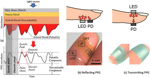 Figure 1. Working principle of reflecting and transmitting photoplethysmography.(a) phototoplethysmogram generation and waveform features with variation in light attenuation by tissue (b) reflecting mode (c) transmitting mode.Modified with authorization from Tamura et al [Citation196], Zhao et al [Citation48], Xu et al [Citation197].